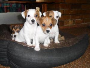 Bad example. I gave these Jack Russell puppies some Benzedrine, and they ended up looking pretty damned focussed. 