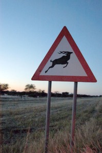 This rare specimen is the only Kudu crossing sign in the country without bullet holes in it. It is, to be fair, only ten minutes old.